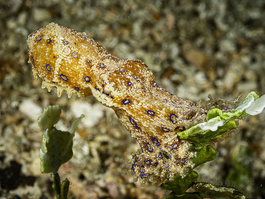 Hapalochlaena lunulata